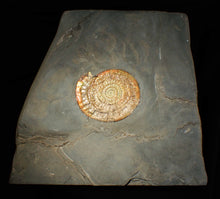 Load image into Gallery viewer, Large complete multi-coloured iridescent Caloceras display ammonite (90mm)
