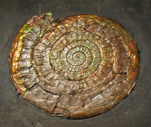 Load image into Gallery viewer, Large complete multi-coloured iridescent Caloceras display ammonite (90mm)
