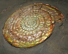 Load image into Gallery viewer, Large complete multi-coloured iridescent Caloceras display ammonite (90mm)
