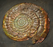 Load image into Gallery viewer, Large complete multi-coloured iridescent Caloceras display ammonite (90mm)
