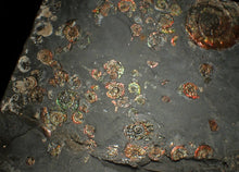 Load image into Gallery viewer, Large iridescent multi-ammonite display fossil
