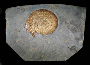Huge complete subtly iridescent Caloceras display ammonite fossil (148 mm)