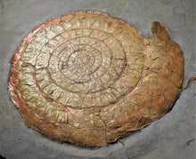 Load image into Gallery viewer, Huge complete subtly iridescent Caloceras display ammonite fossil (148 mm)
