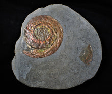 Load image into Gallery viewer, Large iridescent Psiloceras ammonite display piece
