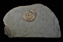 Load image into Gallery viewer, Pearlescent Psiloceras ammonite display piece

