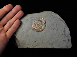 Pearlescent Psiloceras ammonite display piece