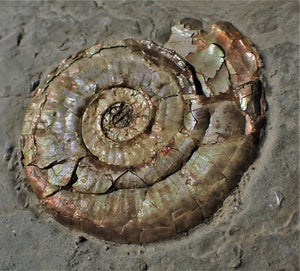 Pearlescent Psiloceras ammonite display piece