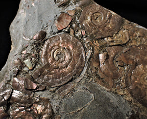 Iridescent multi-Psiloceras ammonite fossil