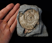 Load image into Gallery viewer, Large pearlescent Psiloceras ammonite display piece

