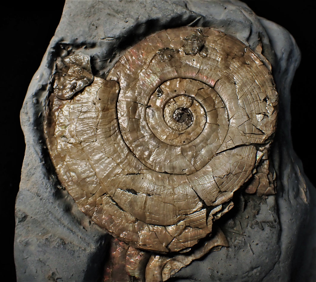 Large pearlescent Psiloceras ammonite display piece