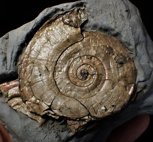 Large pearlescent Psiloceras ammonite display piece