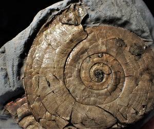 Large pearlescent Psiloceras ammonite display piece