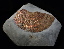 Load image into Gallery viewer, Huge copper iridescent Caloceras display ammonite 125 mm
