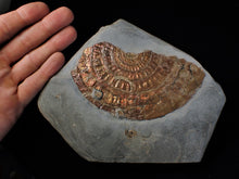Load image into Gallery viewer, Huge copper iridescent Caloceras display ammonite 125 mm
