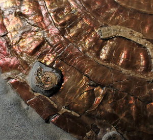 Huge copper iridescent Caloceras display ammonite 125 mm