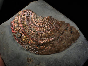 Huge copper iridescent Caloceras display ammonite 125 mm