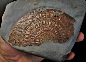 Huge copper iridescent Caloceras display ammonite 125 mm