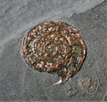 Load image into Gallery viewer, Large copper iridescent Caloceras display ammonite 108 mm
