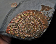 Load image into Gallery viewer, Large copper iridescent Caloceras display ammonite 108 mm
