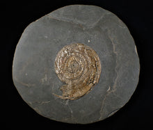 Load image into Gallery viewer, Large bronzy iridescent Psiloceras ammonite display piece

