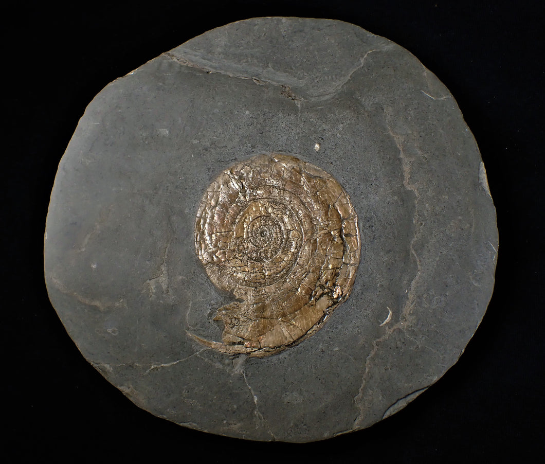 Large bronzy iridescent Psiloceras ammonite display piece