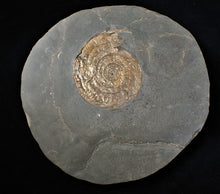 Load image into Gallery viewer, Large bronzy iridescent Psiloceras ammonite display piece
