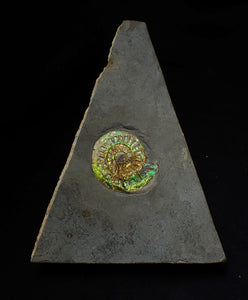 Green iridescent Caloceras display ammonite fossil 33mm