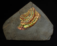 Load image into Gallery viewer, Rainbow iridescent Caloceras ammonite fossil display piece 55mm
