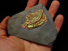 Load image into Gallery viewer, Rainbow iridescent Caloceras ammonite fossil display piece 55mm
