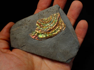 Rainbow iridescent Caloceras ammonite fossil display piece 55mm