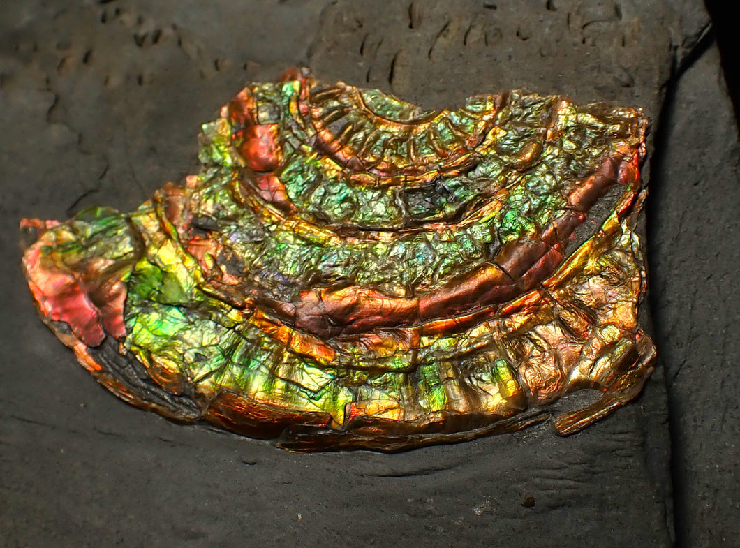 Rainbow iridescent Caloceras ammonite fossil display piece 55mm