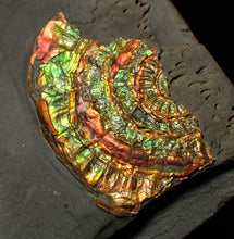 Load image into Gallery viewer, Rainbow iridescent Caloceras ammonite fossil display piece 55mm
