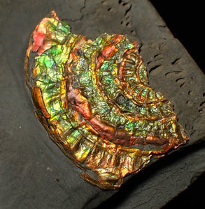 Rainbow iridescent Caloceras ammonite fossil display piece 55mm