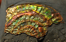 Load image into Gallery viewer, Rainbow iridescent Caloceras ammonite fossil display piece 55mm
