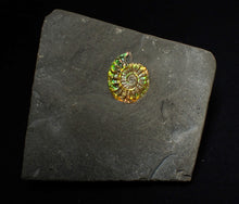 Load image into Gallery viewer, 21mm juvenile iridescent Caloceras display ammonite fossil
