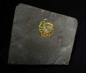 21mm juvenile iridescent Caloceras display ammonite fossil
