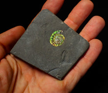 Load image into Gallery viewer, 21mm juvenile iridescent Caloceras display ammonite fossil
