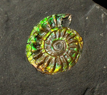 Load image into Gallery viewer, 21mm juvenile iridescent Caloceras display ammonite fossil
