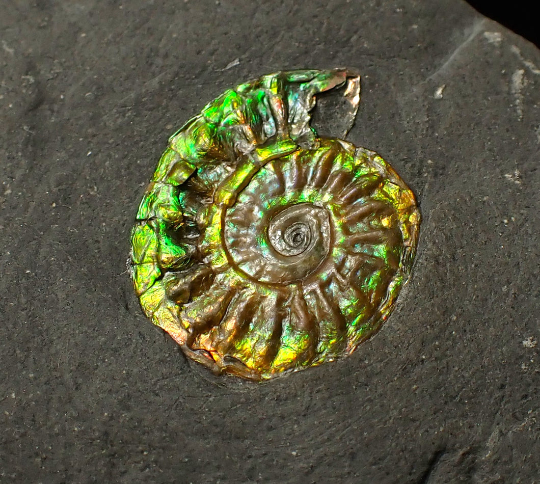 21mm juvenile iridescent Caloceras display ammonite fossil