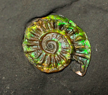 Load image into Gallery viewer, 21mm juvenile iridescent Caloceras display ammonite fossil
