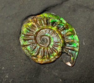 21mm juvenile iridescent Caloceras display ammonite fossil