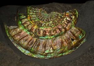 Rainbow iridescent Caloceras ammonite fossil display piece 91mm