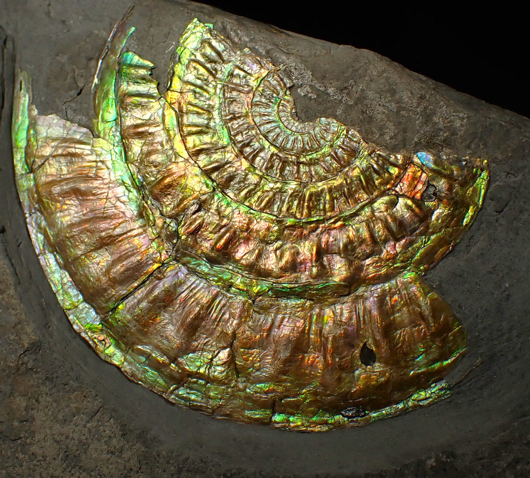 Rainbow iridescent Caloceras ammonite fossil display piece 91mm