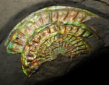 Load image into Gallery viewer, Rainbow iridescent Caloceras ammonite fossil display piece 91mm
