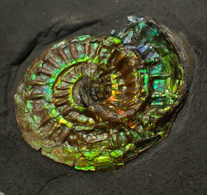 Green iridescent Caloceras display ammonite fossil 33mm
