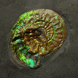 Green iridescent Caloceras display ammonite fossil 33mm
