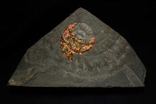 Load image into Gallery viewer, Rainbow iridescent Caloceras ammonite fossil with encrusting bivalve shell 38mm
