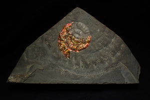 Rainbow iridescent Caloceras ammonite fossil with encrusting bivalve shell 38mm