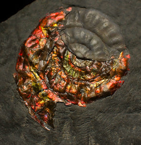 Rainbow iridescent Caloceras ammonite fossil with encrusting bivalve shell 38mm