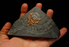 Load image into Gallery viewer, Rainbow iridescent Caloceras ammonite fossil with encrusting bivalve shell 38mm
